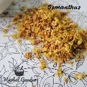 osmanthus 2.webp