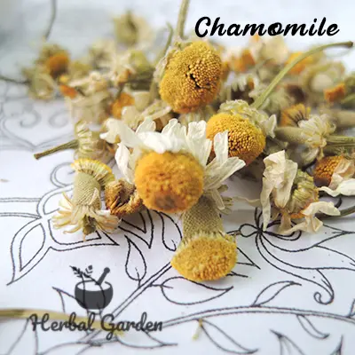 chamomile 3.webp