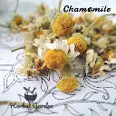 chamomile 3.webp