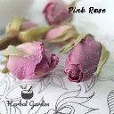 pink rose A.webp