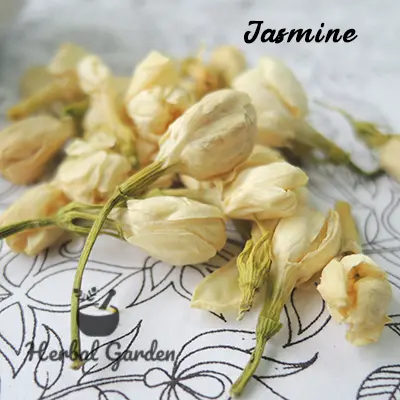 jasmine 3.webp