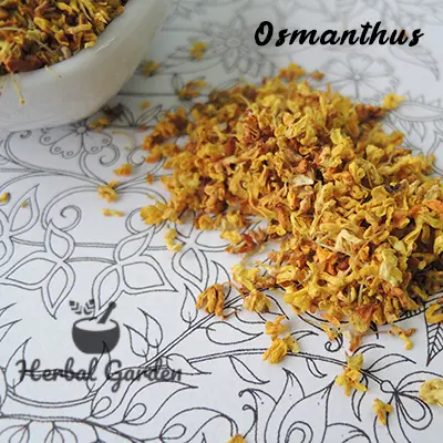 osmanthus 4.webp